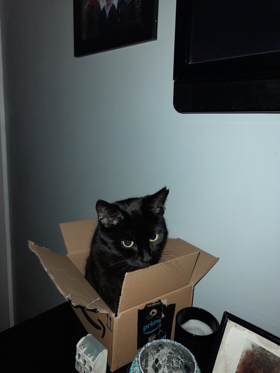 elainewalch111's tweet photo. She fits
So she sits
#CatsOfTwitter
#MsFlo https://t.co/1R35VyhyKf