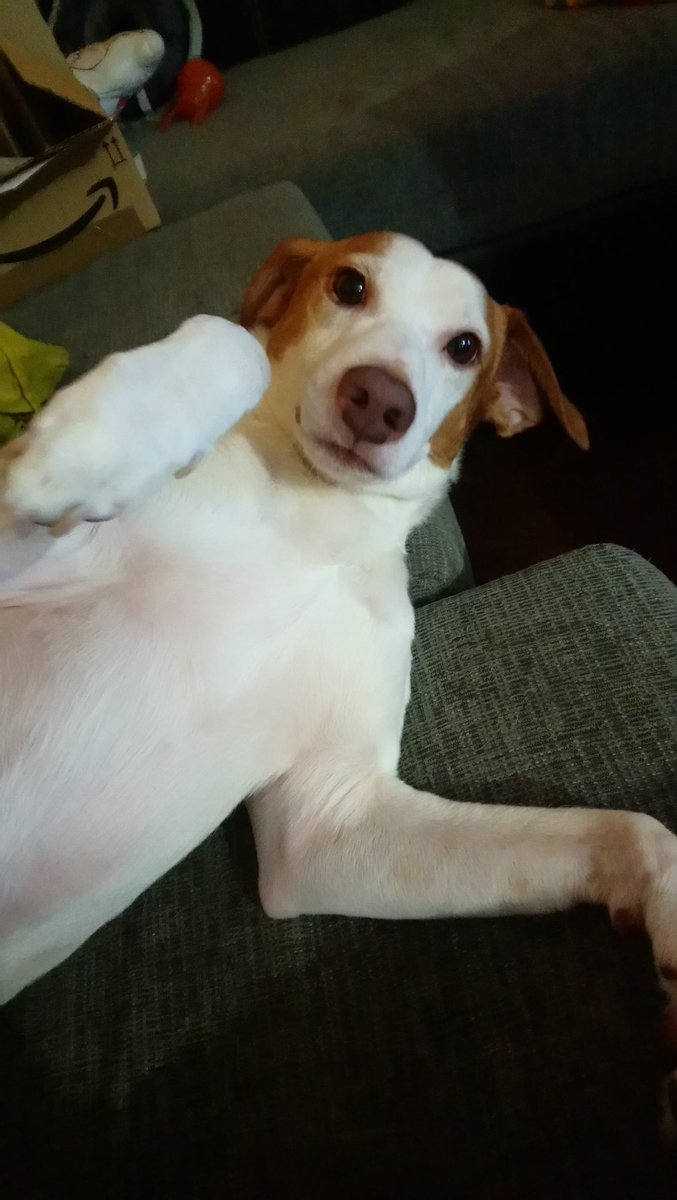 Meracor_'s tweet image. Habéis sido blesseados por mi perrito cuqui