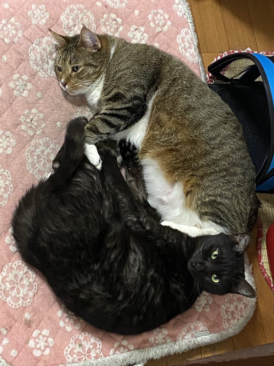 猫さんがおててを開いて人間の指をぎゅむっと握ってくれる 握手会 のご様子 我が家で主に昼過ぎに開催されてる Togetter