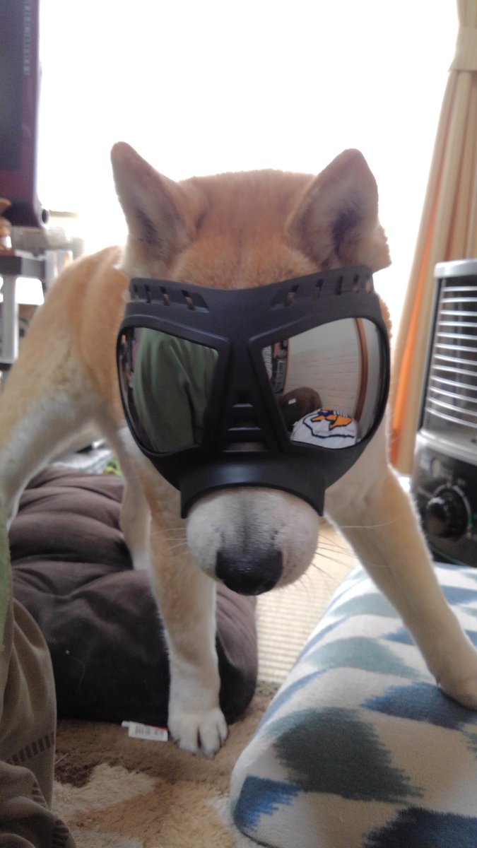 ট ইট র ｔ ｔ 白内障犬用ゴーグル 眩しくて腰抜かすようになったウチの柴ばあちゃんが 殆どビクビクしないで歩けるようになりました 柴犬 犬用ゴーグル