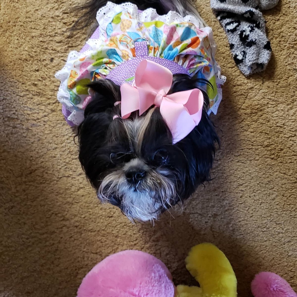 resqpups's tweet photo. STFBR alumni Lily, Bob, and STFBR foster sister Ginger want to share their 2020 Easter outfits with you.  STFBR adopter and foster parent Care takes holiday outfits very seriously. https://t.co/YCXc18ZAl8
