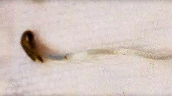Rescue over-germinated seeds even if they grew through paper towel. Tear around taproot then lightly spritz with water. Carefully lift it by the shell with tweezers to avoid getting paper towel stuck to it.
#34streetseed
#anccannabis
#canadiancannabisgrowers
#cannabisgrows