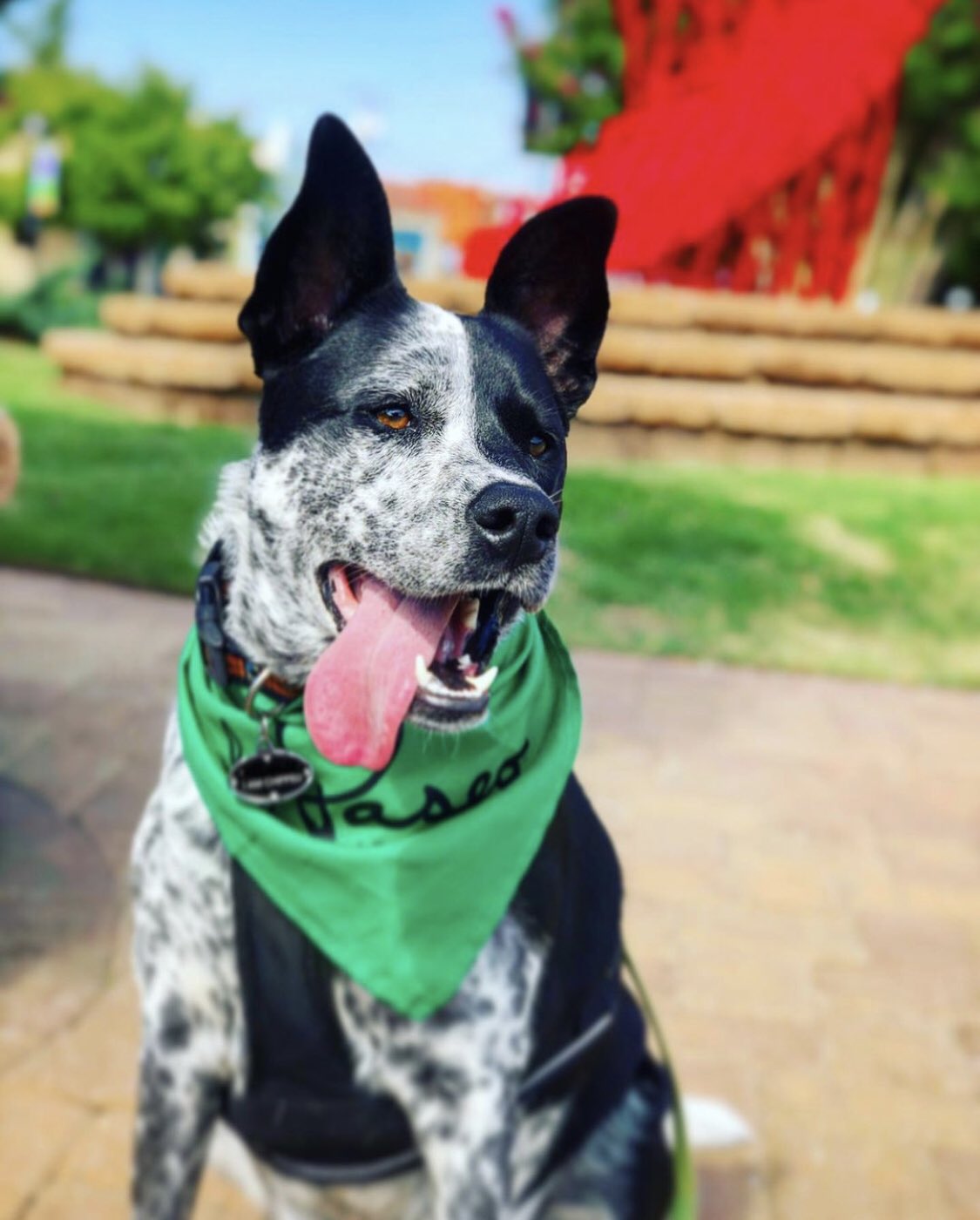 Bring Fido Chattanooga