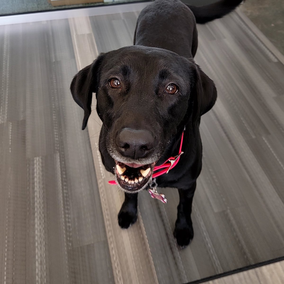 vanessasexton's tweet photo. @MDHCommMalcolm was so nice when my black lab went high speed to greet her today.  Stella is too social. I wish Stella had been wearing her mask. https://t.co/s2fUdXDfhH