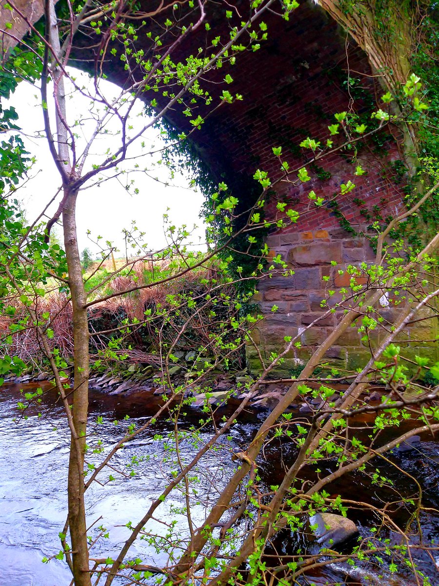 SBelle687's tweet photo. Loving the stretch in the evenings and my wee danders after a day in the District 🚑🩺💉 sooo lucky to have all this on my doorstep 🥰
#lifeinthecountry
#springtime
#homesweethome ❤❤❤
#happiness🥰is...
#gettingthebalanceright 🏨💆♀️🌼📚
#ulsteruninurse https://t.co/whyp93EVuR