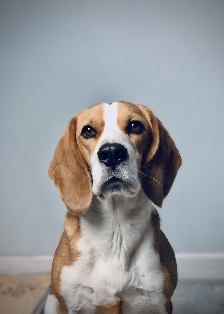 Oostyart's tweet photo. Changed up my studio for an art space. Embarking on hyper realism. My dog the test subject for my “rembrandt” light test subject #beagle Watch this space... #artstudio #lighttest https://t.co/l5u6pZZ8sn
