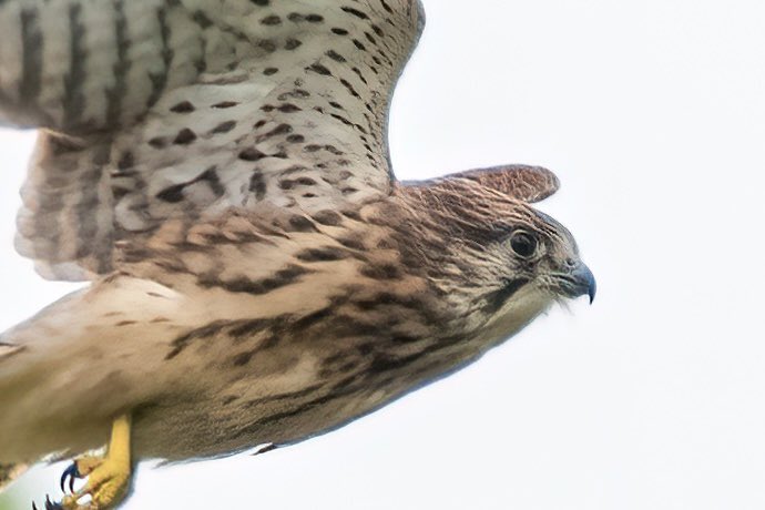 hertskingfisher's tweet photo. Kestrel https://t.co/KNZxseQdPL