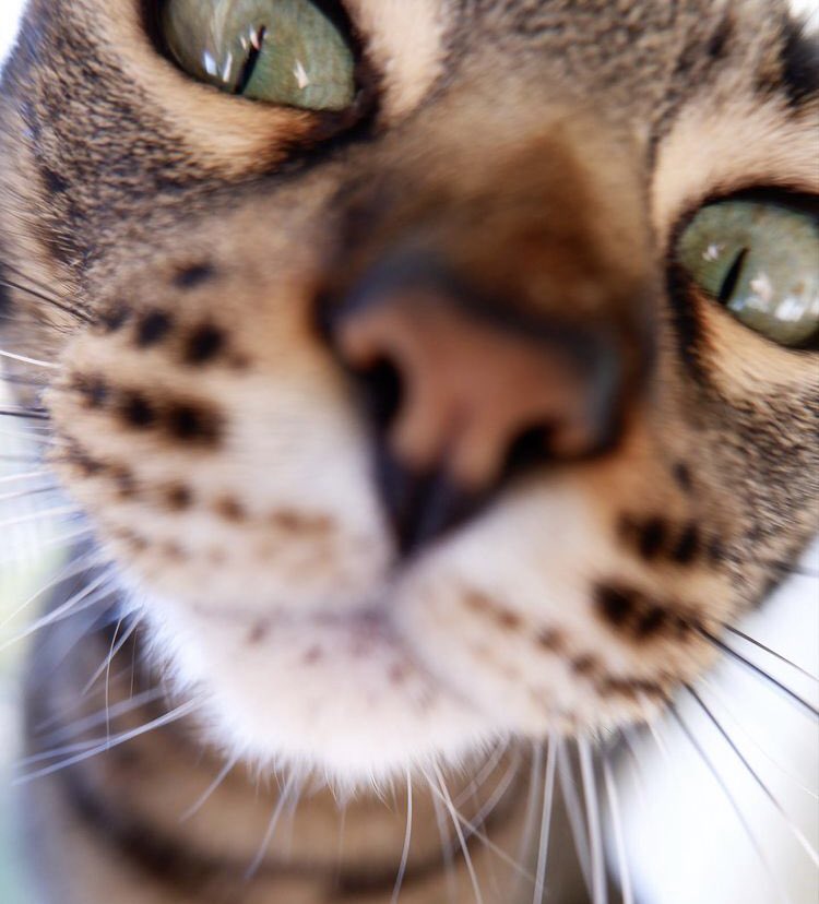 goudalovesfig's tweet photo. Hello? Are you awake yet? It’s time to play! #boop #boopthesnoot #boopmynose #CatsOfTwitter #WhiskerWednesday https://t.co/yVCbaSfgQX