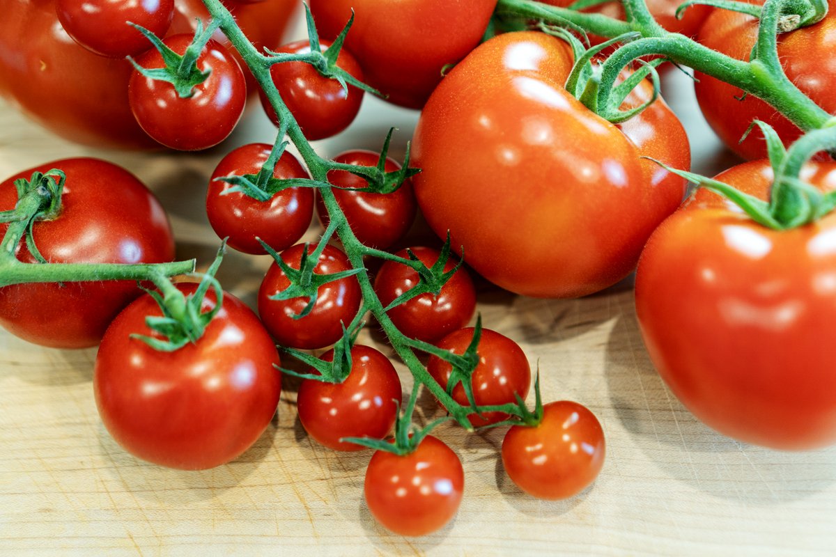 TheProduceGeek's tweet photo. NEW VIDEO - Growing Tomatoes indoors in high-tech greenhouses provides quality, fresh produce before the peak summer local and garden tomatoes are in season.

https://t.co/x6L4ZfCHn7 https://t.co/ZgA1hRXcER