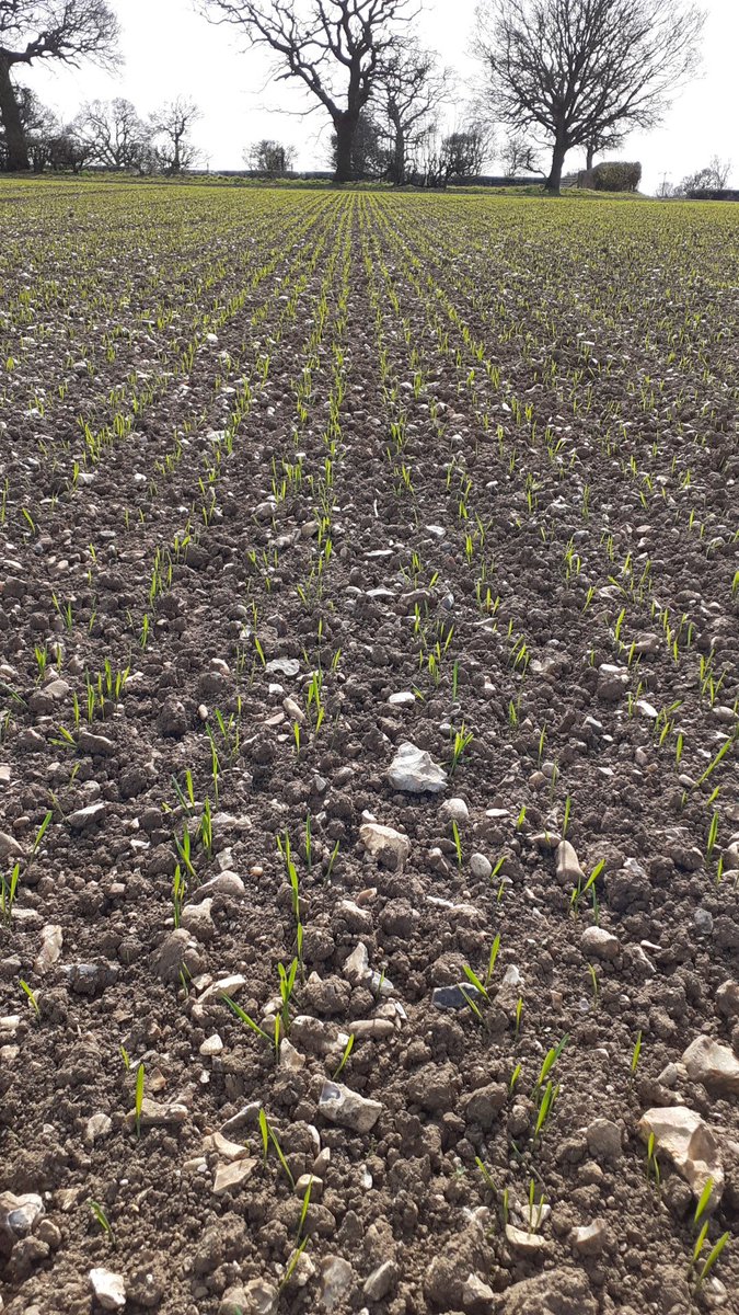 I do love seeing spring crops pop out the ground nice and evenly. #springoats <a href="/GlebeFarmFoods/">Glebe Farm Foods</a>