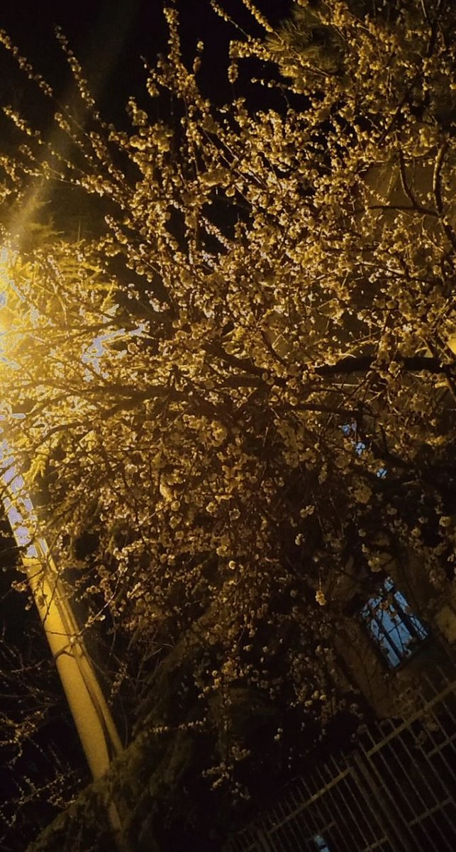 Gecemde güneşimfin..