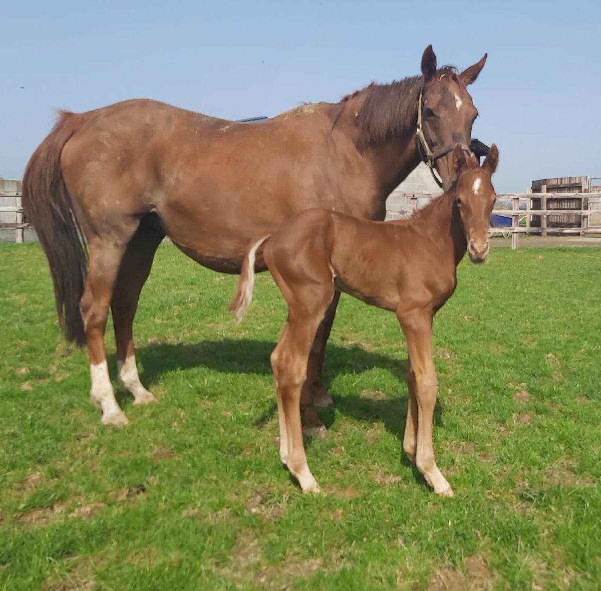 We are delighted with our penultimate foal, a gorgeous #NightofThunder colt out of Giants Causeway mare Il Palazzo #2021foalphotos #RPfoalgallery @ThoroughbrdTale @rpbloodstock @DarleyStallions