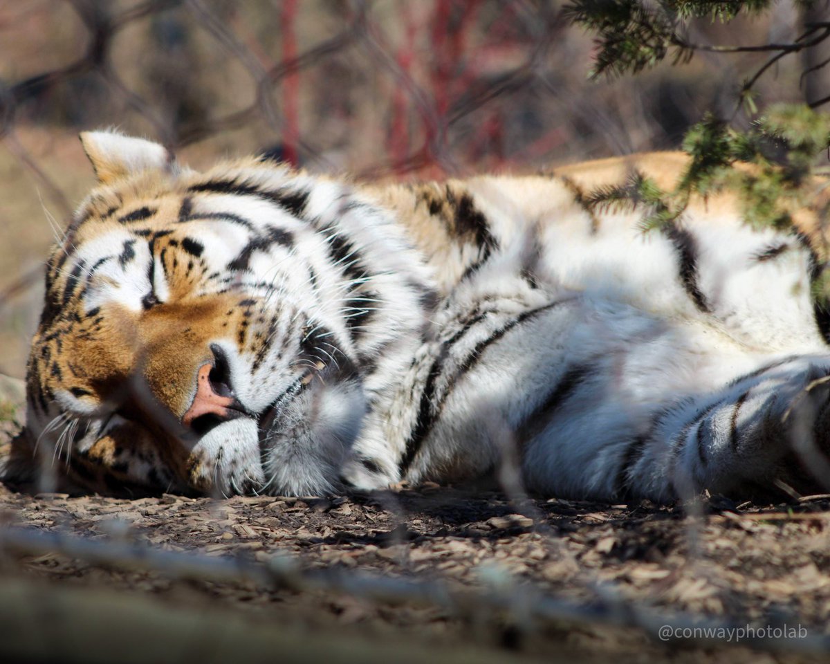 DConway511's tweet photo. βWhat do tigers dream of?
When they take a little tiger snooze...β πΆπ
Fun Day at the @clemetzoo!!
-
-
-
-
-
#tiger #tigersnooze #majestic #sleepy #nap #naptime #napping #zoo #clevelandzoo #clemetzoo #thisiscle #explorecle #outdoors #local #cleveland #caturday #conwayphotolab https://t.co/7hjNh7TOnZ
