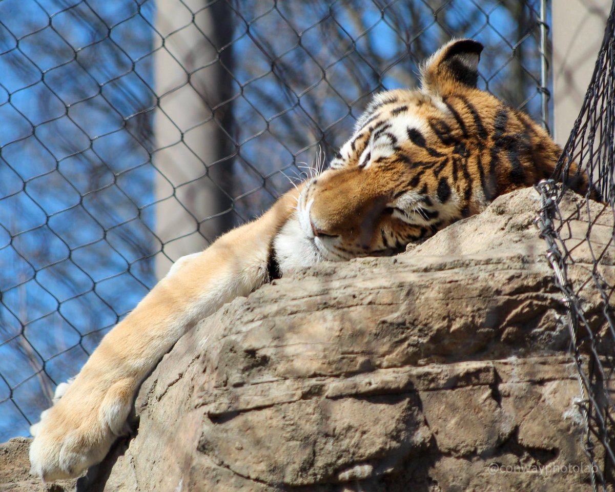 DConway511's tweet photo. βWhat do tigers dream of?
When they take a little tiger snooze...β πΆπ
Fun Day at the @clemetzoo!!
-
-
-
-
-
#tiger #tigersnooze #majestic #sleepy #nap #naptime #napping #zoo #clevelandzoo #clemetzoo #thisiscle #explorecle #outdoors #local #cleveland #caturday #conwayphotolab https://t.co/7hjNh7TOnZ