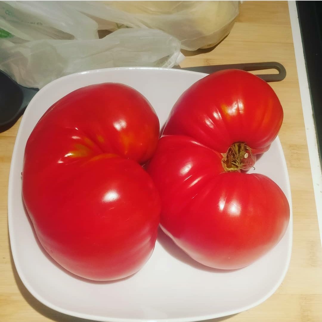 AnaPP1mentel's tweet photo. #NephMadness oh my god!! Even 🍅 🍅🍅 look like kidneys!! Can't wait for the hopping mouse to hop to the top!! https://t.co/4mwSdsxKdp