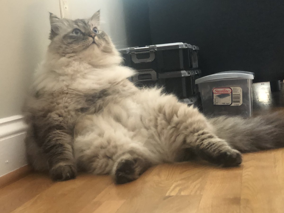 Vlad the Impaler the Cat tweet media