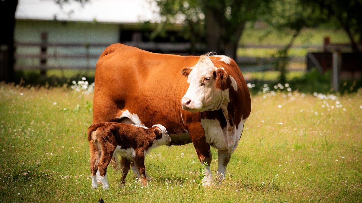 TheOnion's tweet photo. Omaha Steaks Announces Plan To Give 18 Weeks Of Maternity Leave To Cows https://t.co/7En2zPYD1A https://t.co/q9GGLXEznu