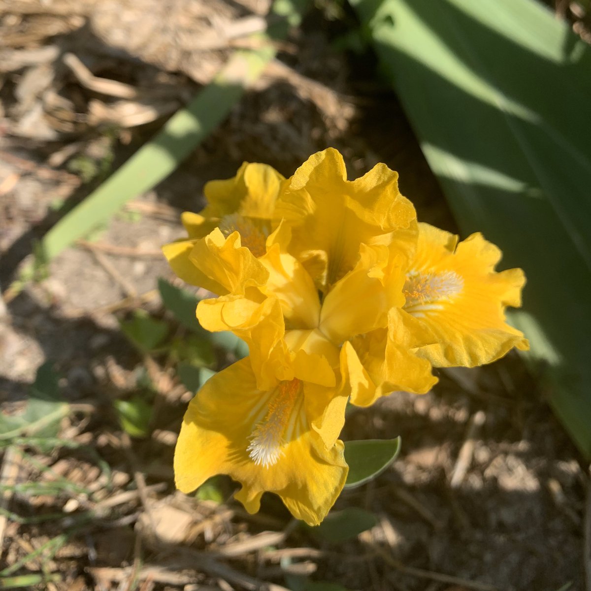 Le printemps est dans l'air
... et dans le jardin