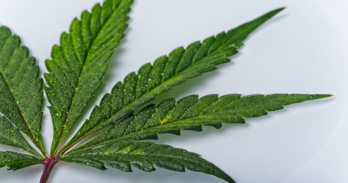 ASTMIntl's tweet photo. 2nd Global Workshop on Advancing the Field of #Cannabis through Standardization, October 20-22. As we emerge from a global state of prohibition, the need for harmonized international standards that assure quality and safety of cannabis becomes more urgent. https://t.co/MwV6z9VjOn https://t.co/v95sAhqEcV
