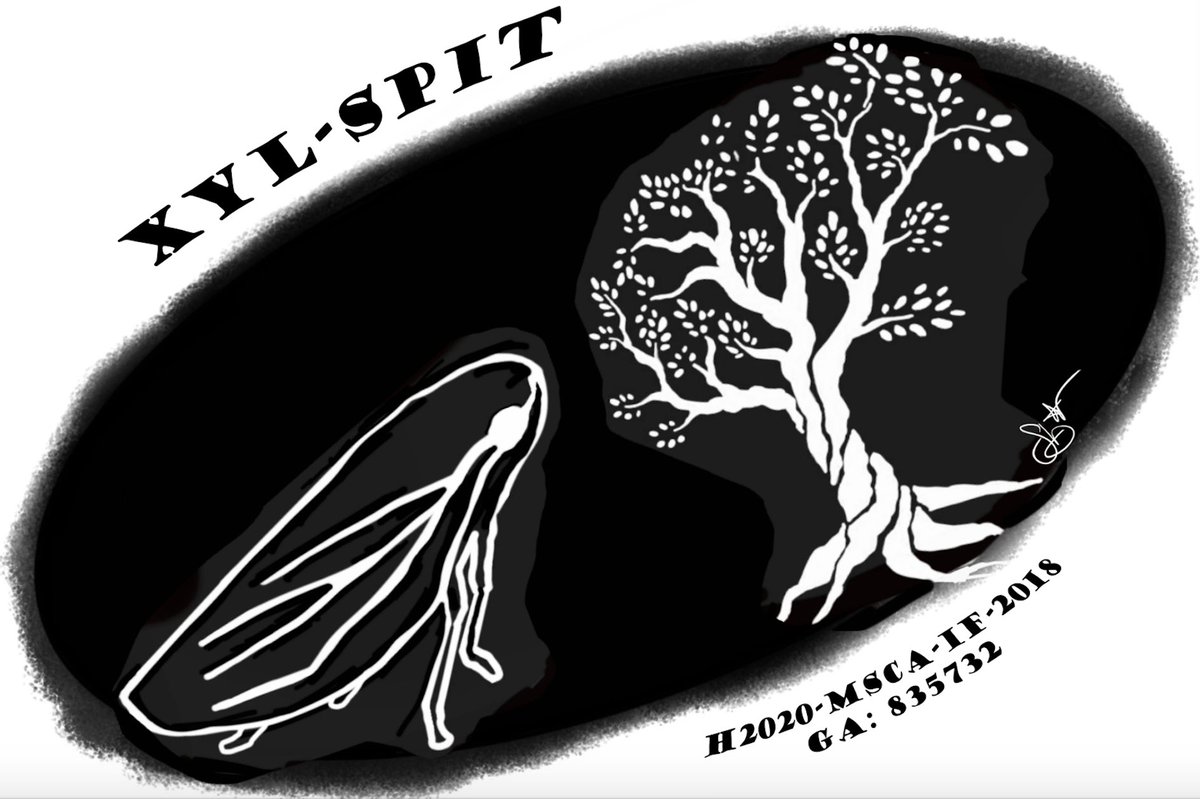 XylSpit's tweet photo. Last 1st March I started the #XYLSPIT Project as Research fellow, PI Marie Sklodowska-Curie Individual Global Fellowship 2018 @MSCActions at the University of California Berkeley and will continue at ICA-CSIC (Madrid). Stay updated with the research #Xylellafastidiosa #spittlebug https://t.co/BwvgMROt0M