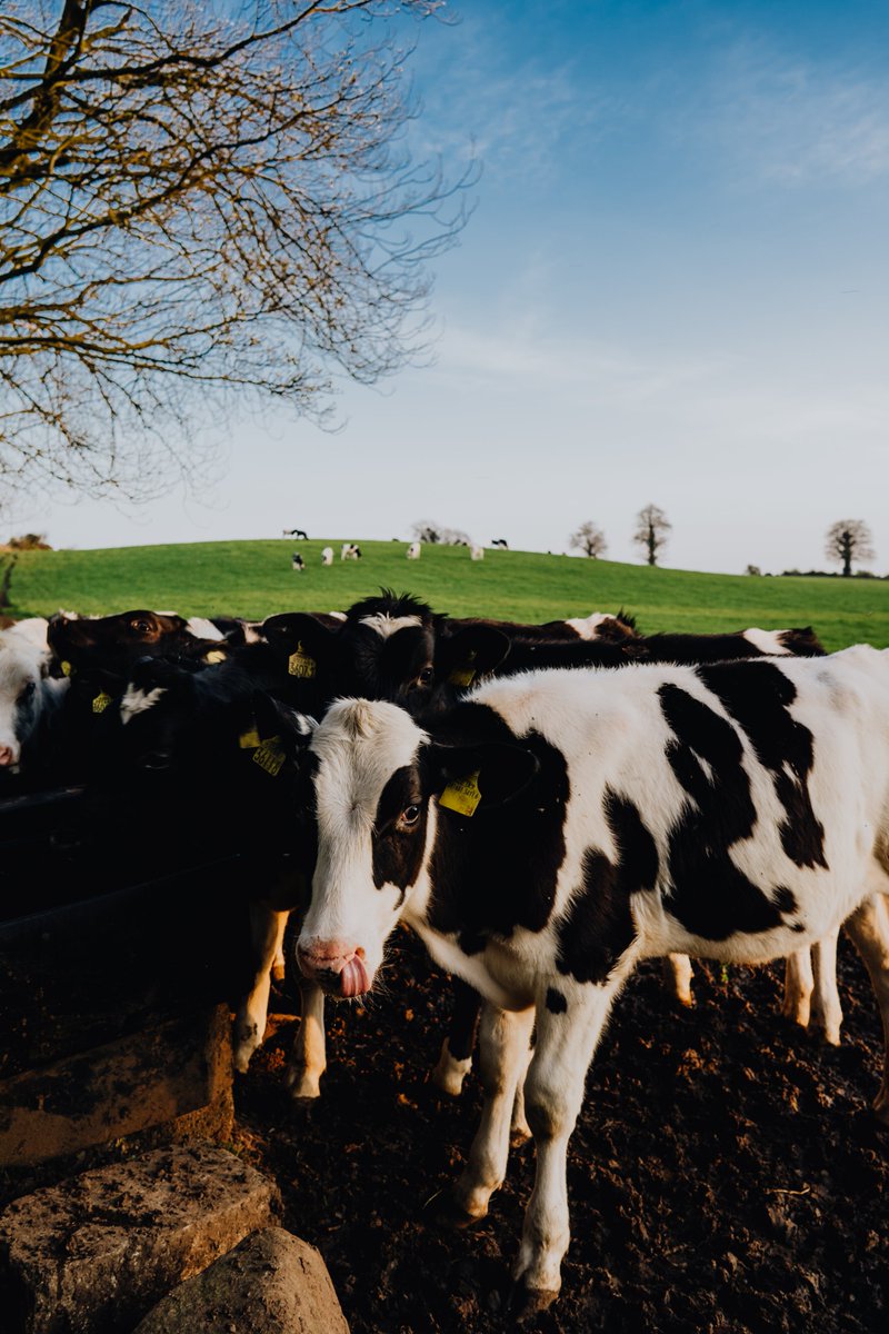 andreoloa's tweet image. Spring