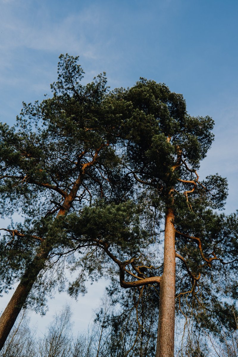 andreoloa's tweet image. Spring