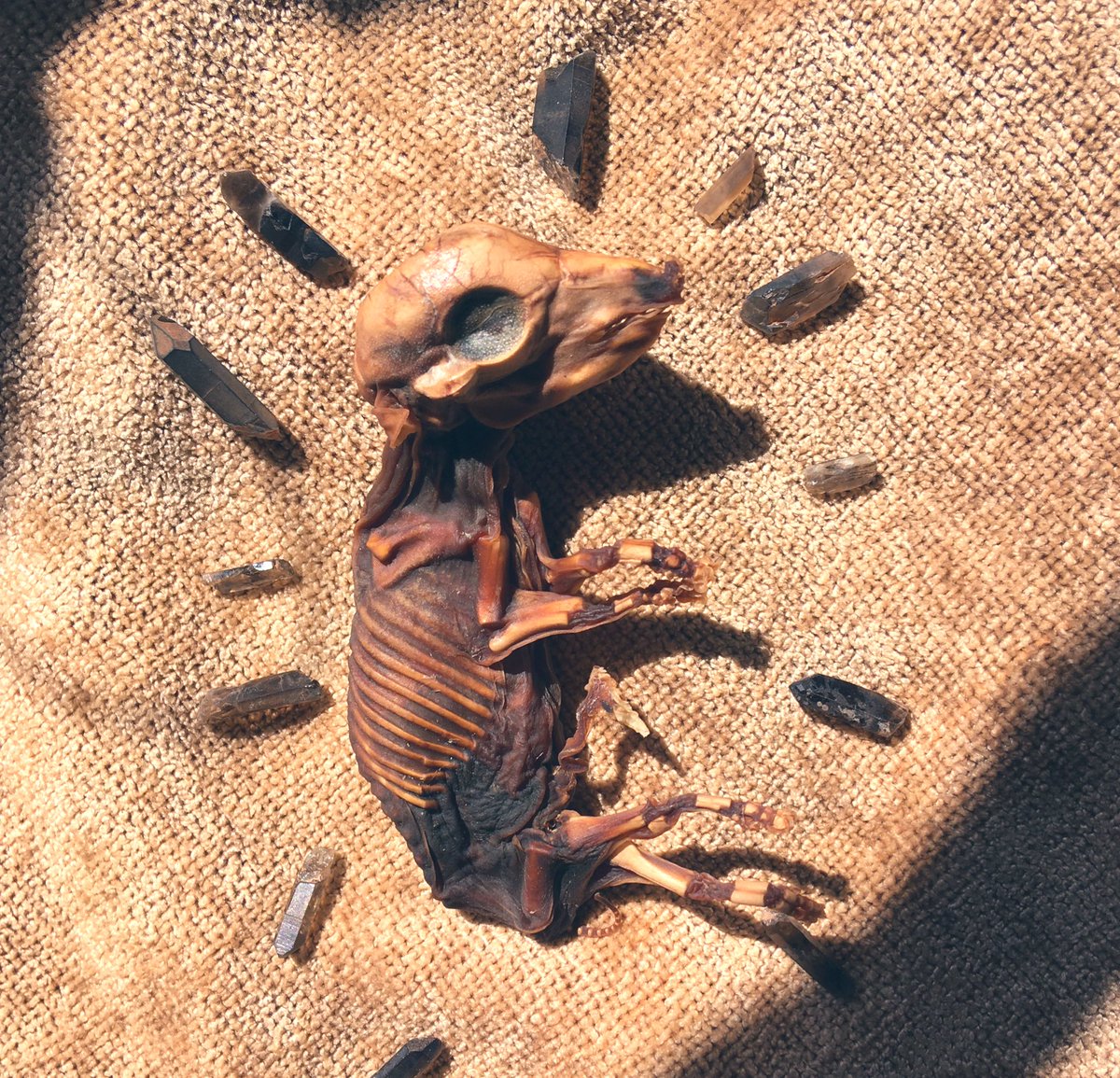 😳😉
Mummified Fetal Piglets 🐷
🤭😵

Now Available on...
✨sickcuriosity.com✨