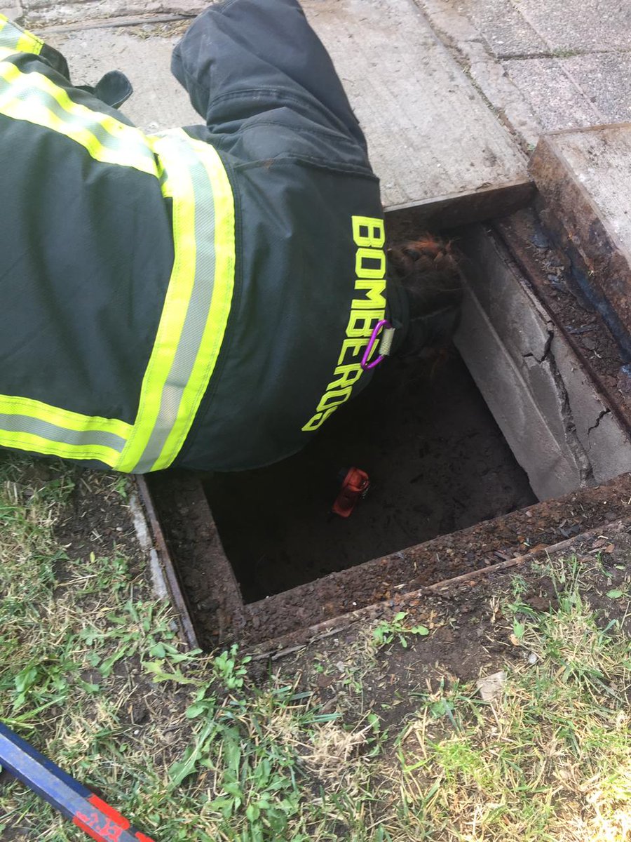 CBConchali_1948's tweet photo. #Hoy personal del CBCH participo de dos emergencias de #rescate de canes, uno de ellos que sufrió de caída en canal y el segundo encontrándose atrapado en alcantarillado https://t.co/ii4d59YkSH