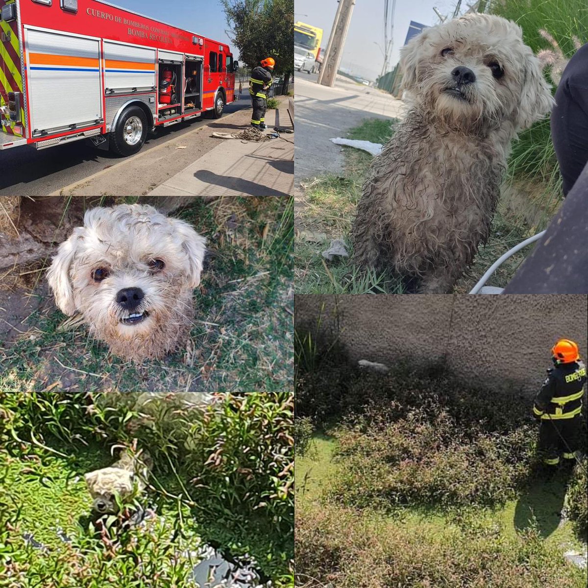 #Hoy personal del CBCH participo de dos emergencias de #rescate de canes, uno de ellos que sufrió de caída en canal y el segundo encontrándose atrapado en alcantarillado