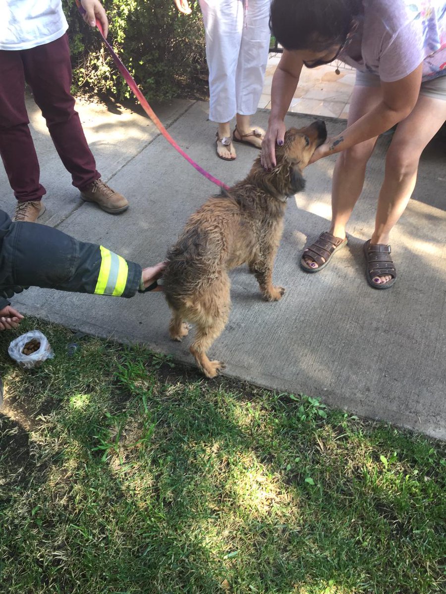 CBConchali_1948's tweet photo. #Hoy personal del CBCH participo de dos emergencias de #rescate de canes, uno de ellos que sufrió de caída en canal y el segundo encontrándose atrapado en alcantarillado https://t.co/ii4d59YkSH
