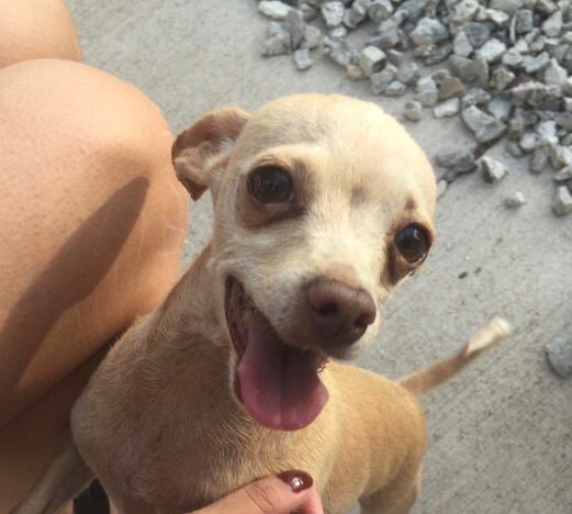 Me duele mi corazón 😭 mi perrita de 10 años está perdida.