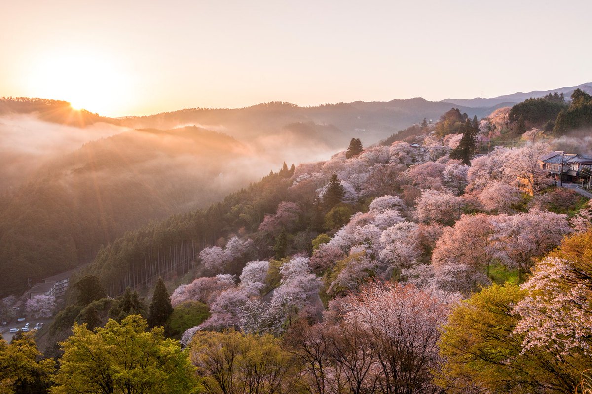 CNTraveler's tweet photo. Need a break from...everything? Join us in staring at these stunning photos of cherry blossoms blooming in Japan. 🌸 https://t.co/PoqLwMQ3Sh https://t.co/VR0ho8FGAR