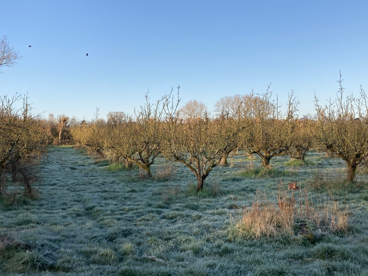 OrchardPods's tweet photo. It's been a beautiful day, hard to believe it started with a frost. Lovely walking, no partridges in the pears, but we did find a peacock in a cherry tree...! 
#orchard #staycation #glamping #farmlife and #peacocks in the #kentcountryside https://t.co/qZWEHYps0I