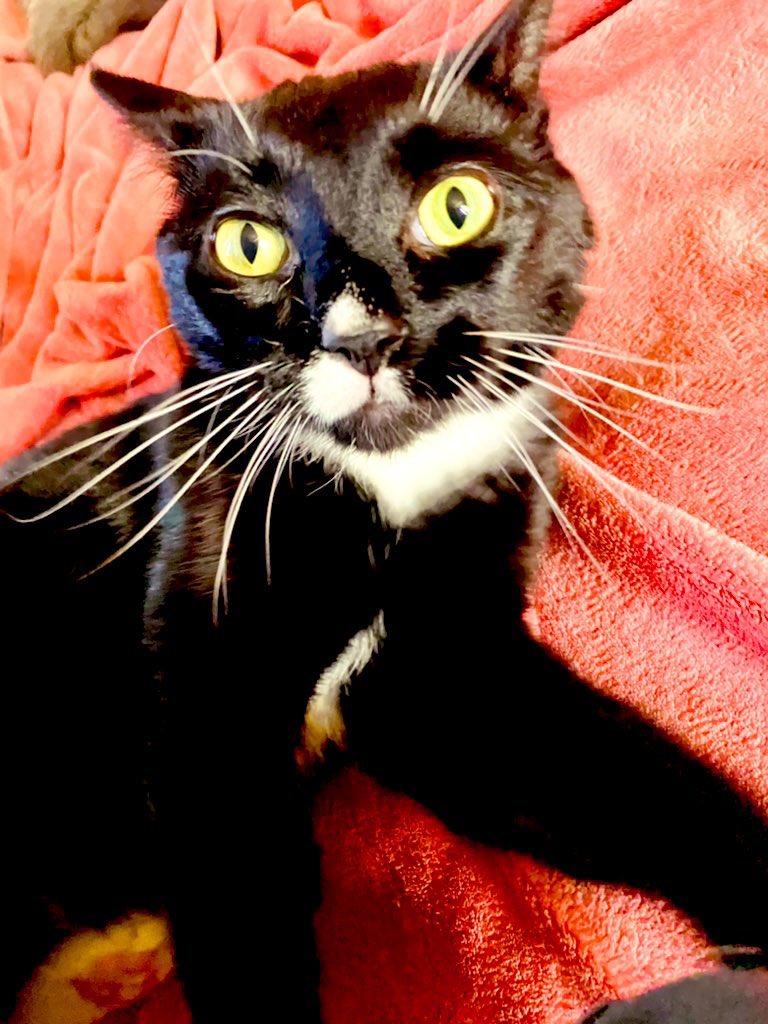 michellegus's tweet photo. Sometimes Meowmy say Iโm her baby & I say No, I not baby, I monster... ๐๐คฆ๐ผโโ๏ธ๐ป๐๐พ๐ฑ #PigletTheKitten #imhisMeowmy #babyboi #tuxedocat #cats #CatsOfTwitter #TuxedoTuesday #TuesdayFeeling #mood #catphotooftheday #crazyeyes #ijustlovecatsok #shiny #idontbitehard #meow #ifollowcats https://t.co/kHuMFOsimv