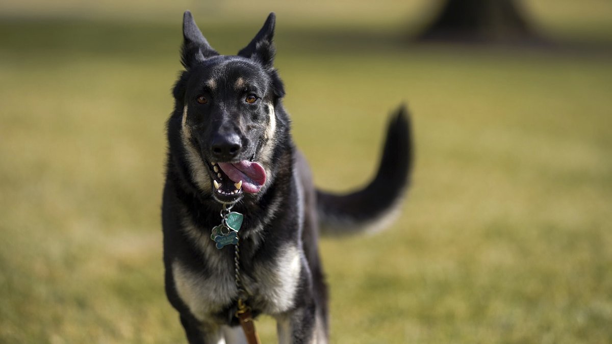 TheOnion's tweet photo. Secret Service Worry Major Biden’s Behavior Influenced By Time Spent On Far-Right Dog Forums https://t.co/lbaSg69gF7 https://t.co/lRySn5xiMP