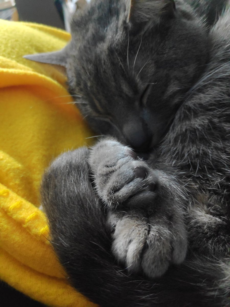 mighty_mariana's tweet photo. @atinycrafter everyone knows kitty toe beans are pure serotonin https://t.co/VjvSbTeMwD