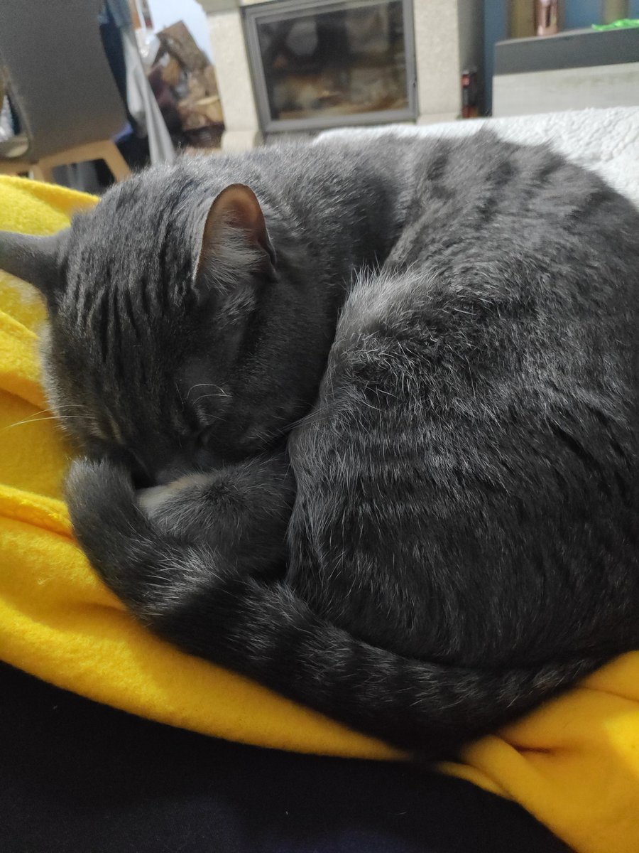 mighty_mariana's tweet photo. @atinycrafter everyone knows kitty toe beans are pure serotonin https://t.co/VjvSbTeMwD