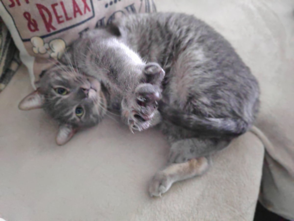 mighty_mariana's tweet photo. @atinycrafter everyone knows kitty toe beans are pure serotonin https://t.co/VjvSbTeMwD