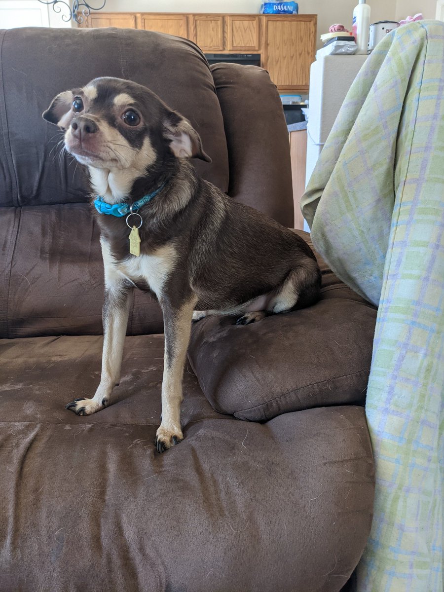 This is Leah. This is just how she sits in chairs and on stairs. #puppy #adorable #wholesome #cute #comfy