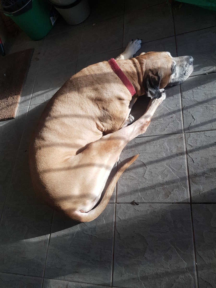 GailElizabethW's tweet photo. Old man in the sun. #LifeWithRoy #LivingWithDeenie https://t.co/ndiuuVG7sa