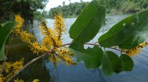 arbolespe's tweet photo. #Sangrito (Etaballia dubia) F Fabaceae
Árbol con estípulas de hoja caduca. Hoja unifoliolada, foliolos ovalados, elípticos. Panícula de racimo axilar. Flor sésil, pentámero, actinomorfa, super ovario pauciovulado. Fruto de samara, estipulado.rojiza. Amazonas https://t.co/0Tb5jL8wmn