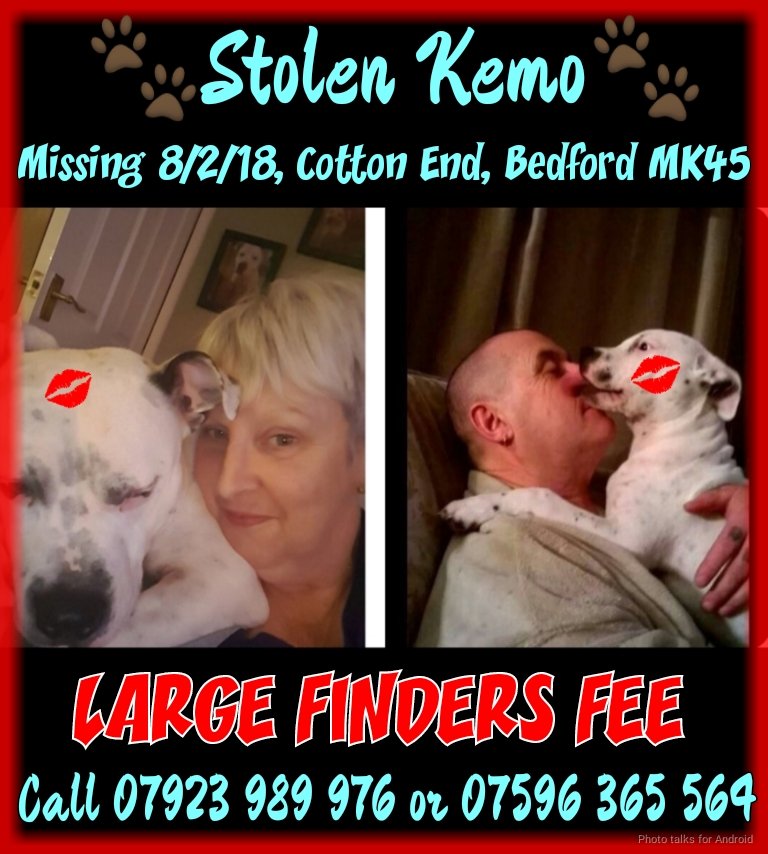 rejannealb's tweet photo. @Find_Kemo @KarenFi51820768 @getskyhome @GetDanaHome @ReturnRonnie @freyawoodhall @tagthedogteam @MissingPetsGB @HunnyJax @DogsofTooting @gelert01 @rosiedoc666 @PcsharonPage @WYP_CNewsome @Dr_Dan_1 @BrendaBlethyn @AngieBest @MissGAtkinson @cheekykash @DogDeskNews @WOOFfm997 @FusiologyP Do you know where Kemo is? His family misses him so much! Did you buy him in good faith? Do you know who is keeping him? Plz speak up! https://t.co/DtuKXH8oiu
