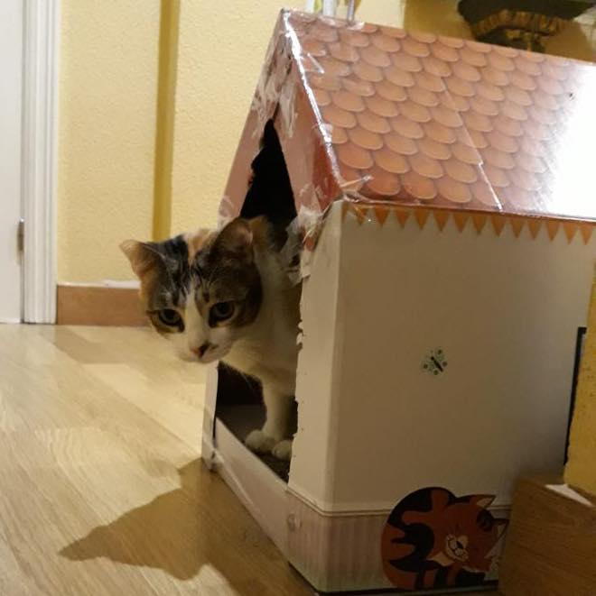 KIRA quiere una casa de verdad y definitiva, aunque la de cartón le encanta, donde vivir para siempre. Es + inmuno, pero eso no le impide hacer vida normal. <a href="/juaningea/">Juan Gea</a> <a href="/carmenporter_/">Carmen Porter</a> <a href="/melisatuya/">melisatuya</a> <a href="/LeticiaDolera/">LeticiaDolera</a> @Antoniasanjua <a href="/AlexODogherty/">Alex O'Dogherty</a> <a href="/EmmaOzores/">Emma Ozores</a> <a href="/Diana_Navarro/">Diana Navarro</a> <a href="/BrunaHusky/">Rosa Montero</a>