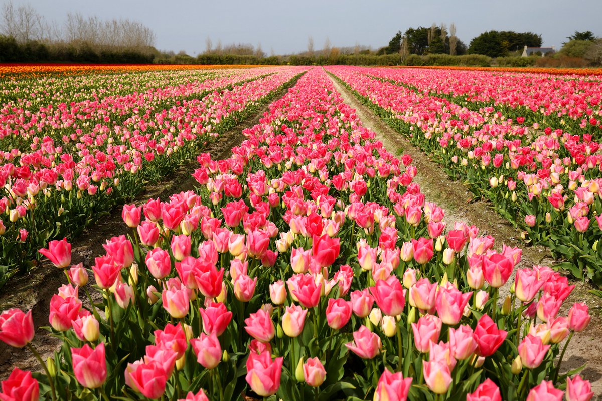 hellias29's tweet photo. Les tulipes de La Torche, deuxième tableau
Plomeur  Finistère
Mars 2021 https://t.co/Kyed1kgDjK