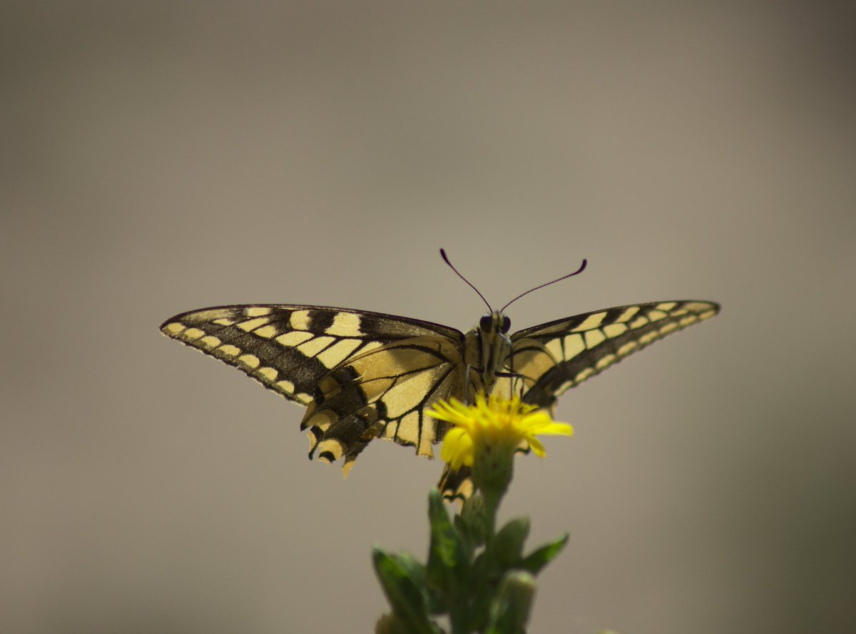 Tamaraa941's tweet photo. Papilio machaon . Es una especie muy común en Europa. Presenta una coloración dominante amarillenta con manchas negras. En las alas posteriores presentan unos ocelos azules oscuro y en la parte central de color rojo. https://t.co/OiVbkSSYke