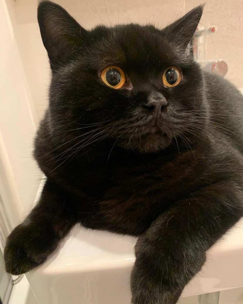 craigfowler86's tweet image. 🚨 PLEASE SHARE 🚨

One of our cats got out this morning. We recently just moved so he’ll struggle to find his way back. Please can everyone in and around the Longstone area of Edinburgh keep an eye out. May answer to Nacho but he’s pretty shy around strangers. DMs are open.