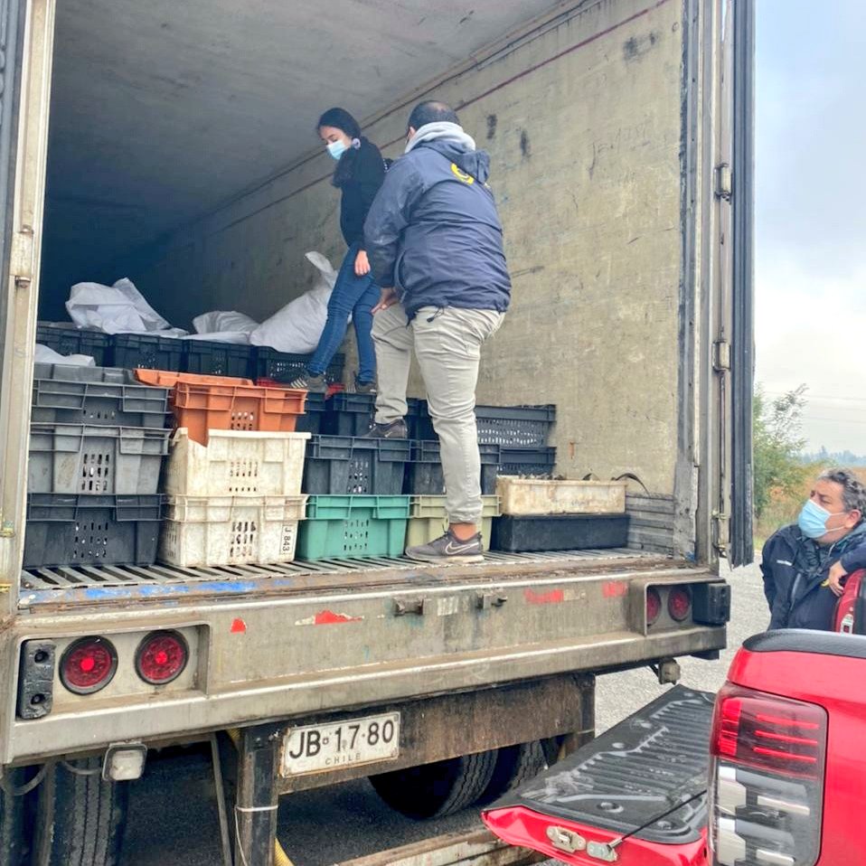 sernapesca's tweet photo. Histórica incautación de merluza en vísperas de Semana Santa: más de 15 toneladas sin acreditación de origen legal. Sernapesca anuncia querella. https://t.co/4PX6jF6cUA https://t.co/HQzsBeF1KI