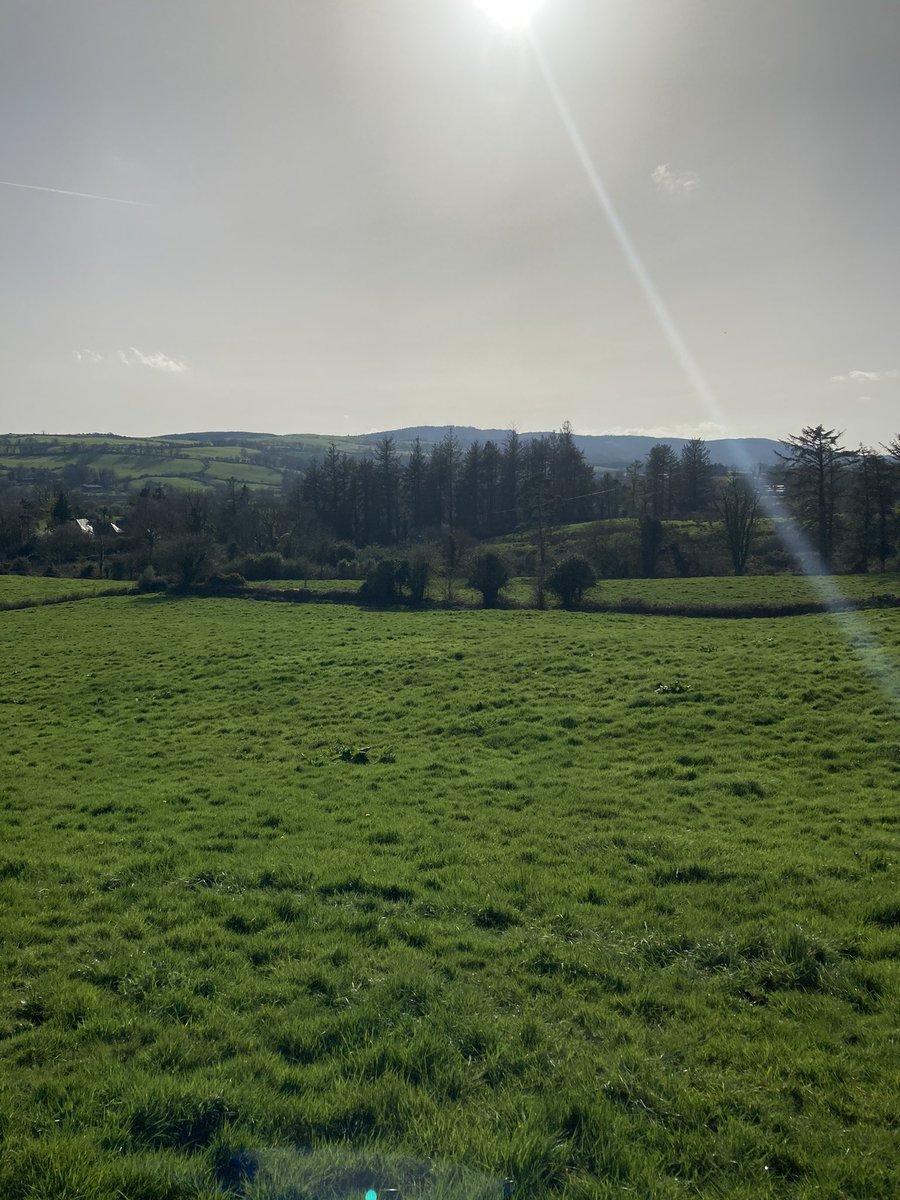 TomClancy2's tweet photo. Let some out today! After doing a few laps they hung around the gap looking at us. Wouldn’t you think they’d feck off and do a bit of grazing 🙄🙄 It was a mighty day for it. https://t.co/j8POhbor8E