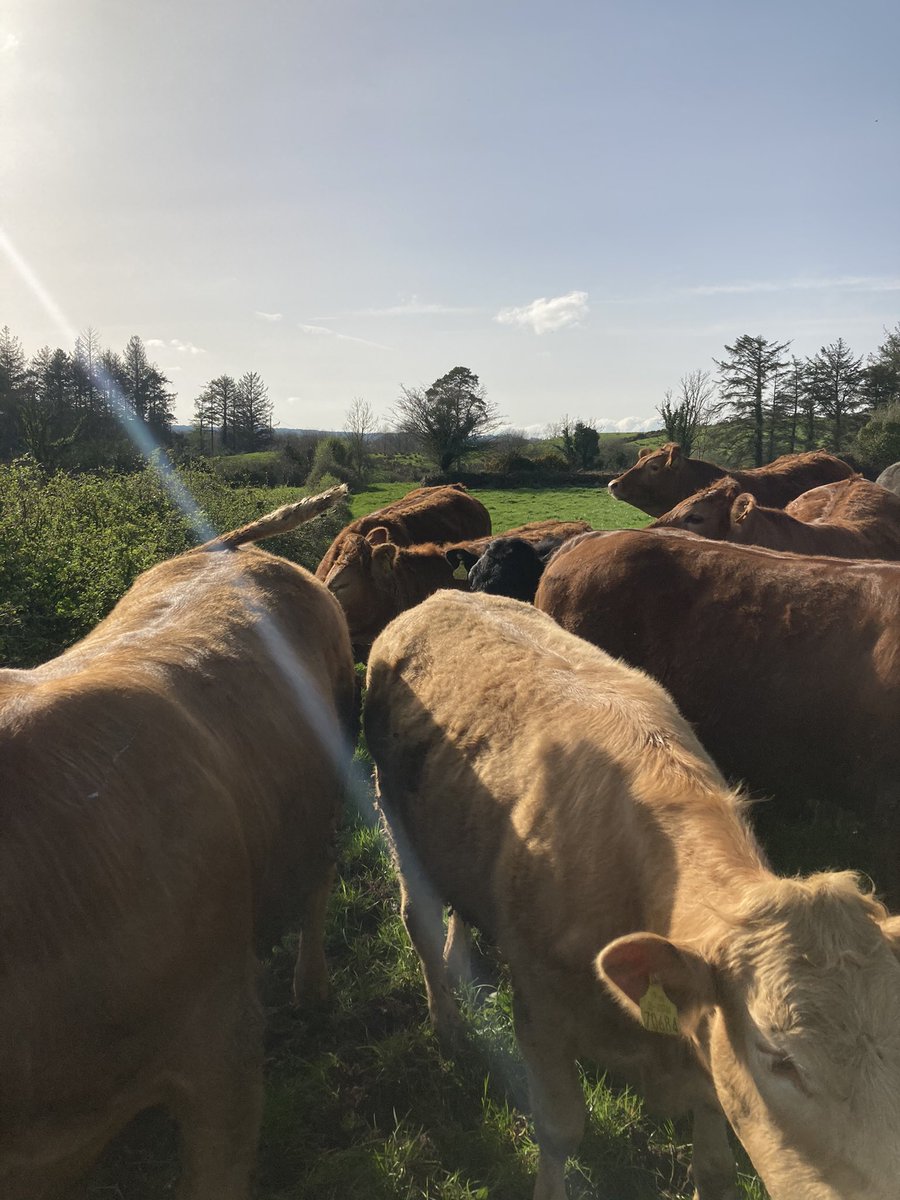 TomClancy2's tweet photo. Let some out today! After doing a few laps they hung around the gap looking at us. Wouldn’t you think they’d feck off and do a bit of grazing 🙄🙄 It was a mighty day for it. https://t.co/j8POhbor8E