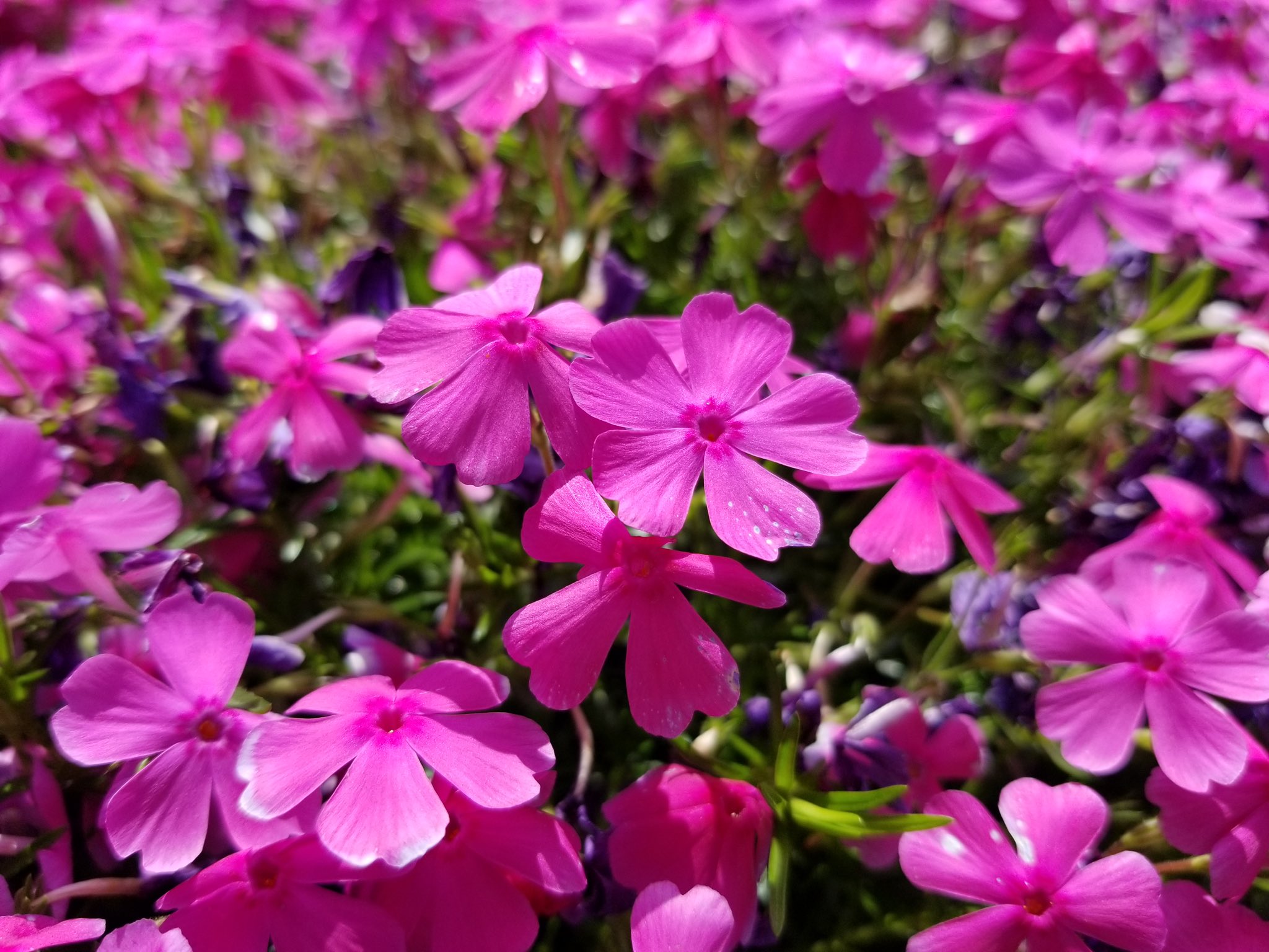 濃いピンク色の花 Twitter Search Twitter